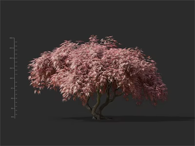 Ornamental Arbor With Pink Foliage And Lush Drooping Canopy For Landscape Design 3d model