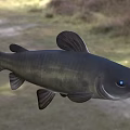 Aquatic Black Fish with Striking Blue Eyes Prominent Whiskers Detailed Closeup View