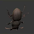 Dark Brown Beetle With Shiny Exoskeleton And Extended Antennae On Dark Background