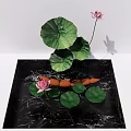 Aquatic Lotus Plants With Blooming Pink Flowers And Green Leaves Growing On Water Surface
