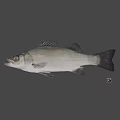 Whole Fresh Fish With Silver Scales And Glossy Skin Ready For Cooking