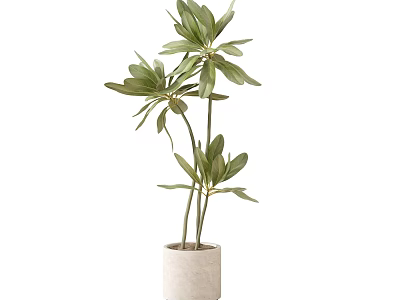 Potted Plant With Lush Green Leaves And Tall Slender Stems In Light Textured Pot 3d model