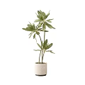 Potted Plant With Lush Green Leaves And Tall Slender Stems In Light Textured Pot