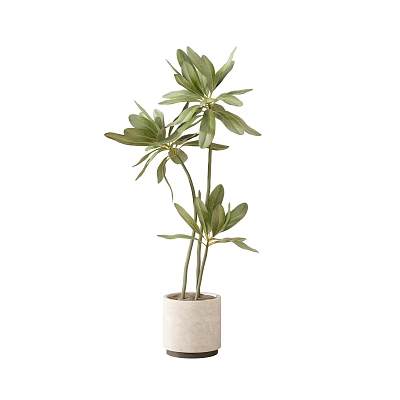 Potted Plant With Lush Green Leaves And Tall Slender Stems In Light Textured Pot 3d model