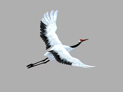 Crane Egret Flying Crane Flying Egret 3d model