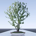 Circular Tree Pit with Green Tree Pebble Base on Light-Colored Ground Under Blue Sky 3d model