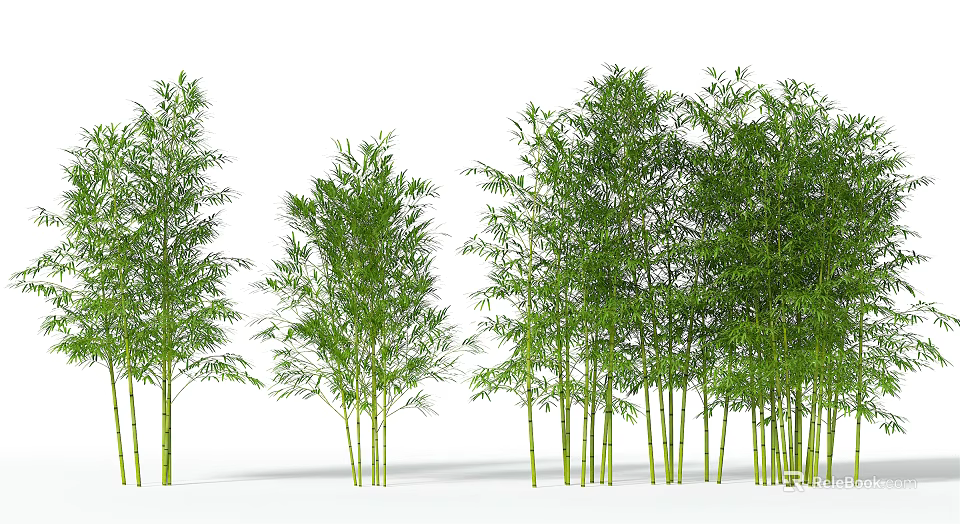 Green Bamboo Plants With Tall Stalks And Lush Foliage In Natural Arrangement 3d model 