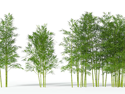 Green Bamboo Plants With Tall Stalks And Lush Foliage In Natural Arrangement 3d model