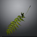 Green Pinnate Plant Leaf With Multiple Leaflets Long Petiole And Red Tip 3d model