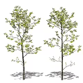Modern Tree Landscape Tree 3d model