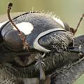 Detailed View Of Red Ladybug Flying Insect With Black Spots In Various Angles