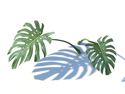 Fresh Green Monstera Leaves With Tropical Foliage And Soft Shadows On White Background 3d model