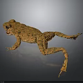 Brown Frog with Spotted Skin Lying on Dark Reflective Surface