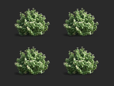 Four Lush Green Shrubs Displaying Dense Foliage And Bushy Appearance 3d model