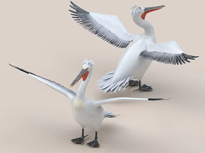 White Pelicans In Flight Pose With Spread Wings 3d model