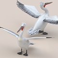 Pelican Water Bird Duck Goose Gannet River Animal 3d model