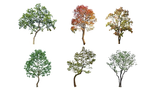 plant color leaf tree 3d model