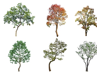 plant color leaf tree 3d model