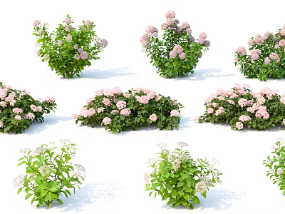 Colorful Garden Flowers and Plants with Pink White Blooms and Green Leaves Varieties 3d model