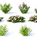 Colorful Garden Flowers and Plants with Pink White Blooms and Green Leaves Varieties