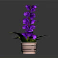 Purple Flower Plant With Green Leaves In Copper Pot On Dark Background