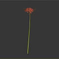 Red Spider Lily Plant With Long Yellow Stem Against Gray Background