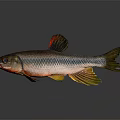 Shiny Silver Fish With Red And Yellow Fins On Gray Background Reflection