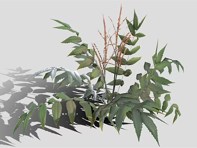 Healthy Green Plants Showcasing Diverse Leaf Shapes Slender Stems And Deep Green Foliage 3d model