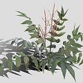 Healthy Green Plants Showcasing Diverse Leaf Shapes Slender Stems And Deep Green Foliage