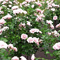 Fresh Pink And White Roses In Vase With Lush Green Leaves Decor