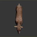 Cute Pinkish Fawn With Black Eye Patches Standing On Reflective Dark Surface