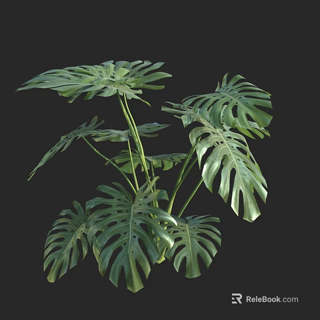 Lush Monstera Plant With Large Green Split Leaves For Indoor Tropical Decor 3d model 