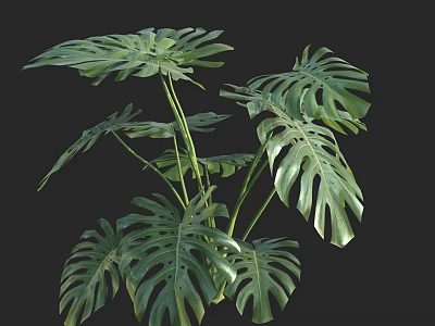 Lush Monstera Plant With Large Green Split Leaves For Indoor Tropical Decor 3d model