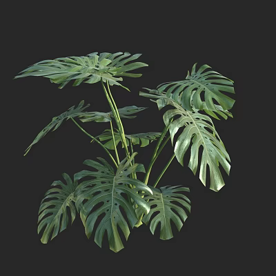Lush Monstera Plant With Large Green Split Leaves For Indoor Tropical Decor 3d model