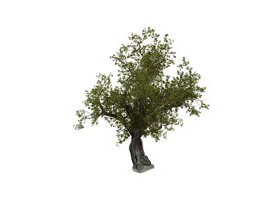 Lush Arbor Tree With Thick Trunk And Green Foliage In Natural Outdoor Scene 3d model