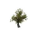 Lush Arbor Tree With Thick Trunk And Green Foliage In Natural Outdoor Scene