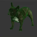 Brindle Brown French Bulldog With White Chest Standing On Dark Glossy Surface And Gray Background