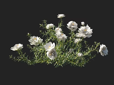 Beautiful Blooming White Flowers with Lush Green Foliage Against Black Background 3d model