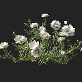 Beautiful Blooming White Flowers with Lush Green Foliage Against Black Background