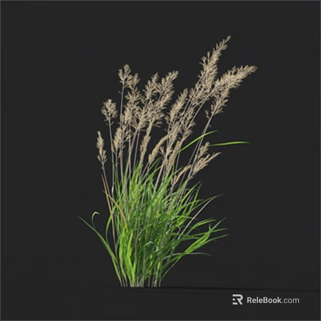 Decorative Ornamental Grass With Green Leaves And Tall Seed Heads Isolated On Black Background 3d model 