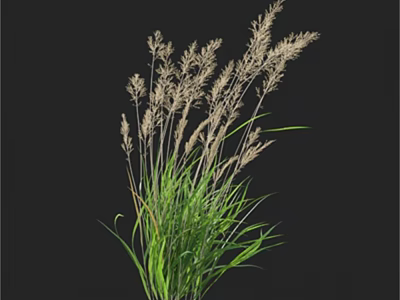 Decorative Ornamental Grass With Green Leaves And Tall Seed Heads Isolated On Black Background 3d model