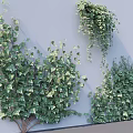 Lush Green Vines With Dense Foliage Climbing And Hanging On Gray Wall Surface