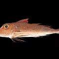 Red Spotted Fish with Orange Eyes and Long Fins Displayed on Black Background