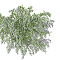 Snow Willow Flower Border Plants 3d model