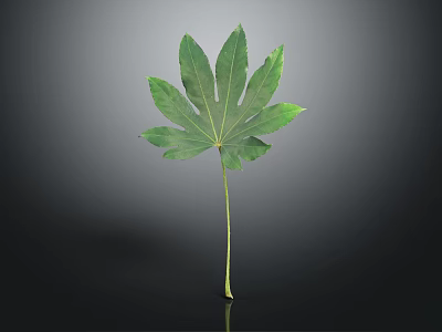 Vibrant Green Plant Leaf With Long Stem And Multiple Blades On Dark Background 3d model