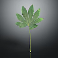 Vibrant Green Plant Leaf With Long Stem And Multiple Blades On Dark Background 3d model