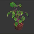 Lush Green Leaf Potted Plant With Healthy Stems In Brown Pot And Dark Background