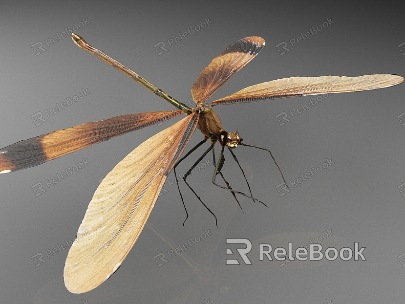 Small round fan spring fly dragonfly insect animal model