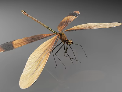 Brown Winged Dragonfly With Slender Body And Transparent Wing Tips In Flight Pose 3d model