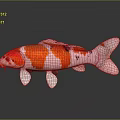 Vibrant Koi Fish With Red White Patterns And Black Spots On Dark Surface With Reflection 3d model
